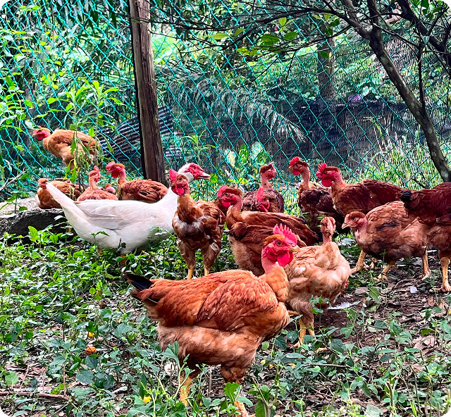chicken-OA